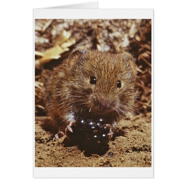 bank vole (Front)
