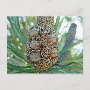 Banksia cone with seed pods postcard