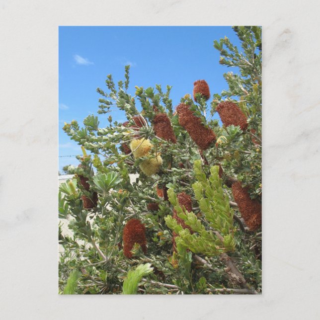 Banksias Postcard (Front)