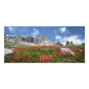 Banner Peak Wildflowers - Ansel Adams Wilderness Photo Print