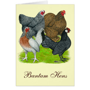 Bantam Hen Quartet