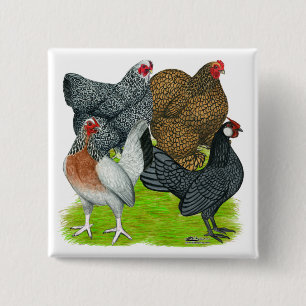 Bantam Hen Quartet 2 Inch Square Button