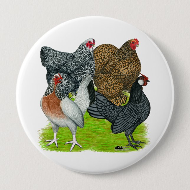 Bantam Hen Quartet 4 Inch Round Button (Front)