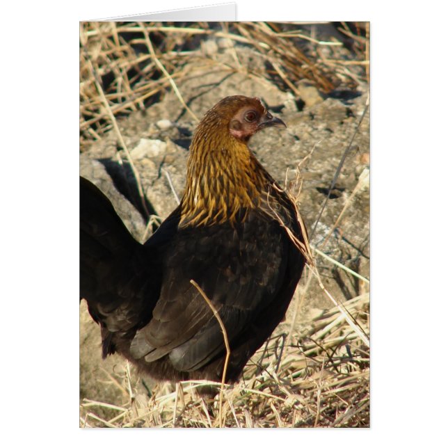 Bantam Pullet (Front)