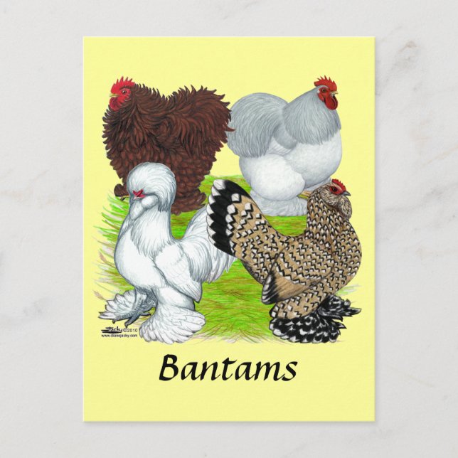 Bantams Feather Legged Postcard (Front)