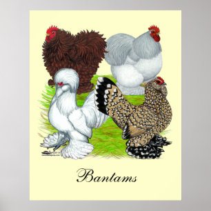 Bantams Feather Legged Poster