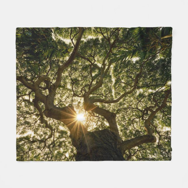 Banyan Tree Canopy Sunstar Fleece Blanket (Front (Horizontal))