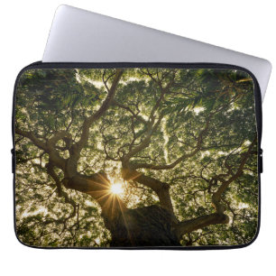 Banyan Tree Canopy Sunstar Laptop Sleeve