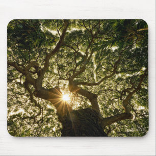 Banyan Tree Canopy Sunstar Mouse Pad