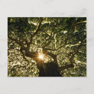 Banyan Tree Canopy Sunstar Postcard