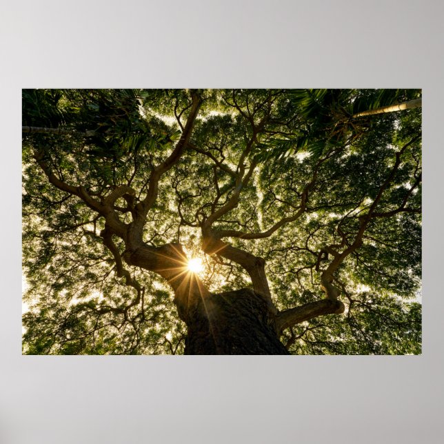 Banyan Tree Canopy Sunstar Poster (Front)