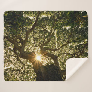 Banyan Tree Canopy Sunstar Sherpa Blanket