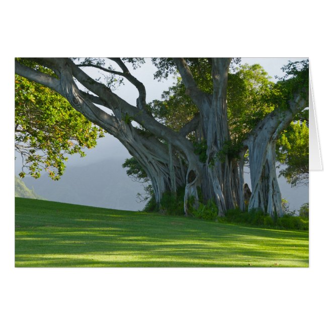 Banyan Tree, Manoa Valley, Honolulu, Hawai'i (Front Horizontal)