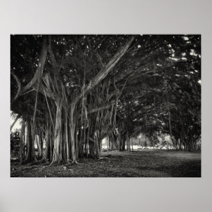BANYAN TREE ROOT STRUCTURE POSTER