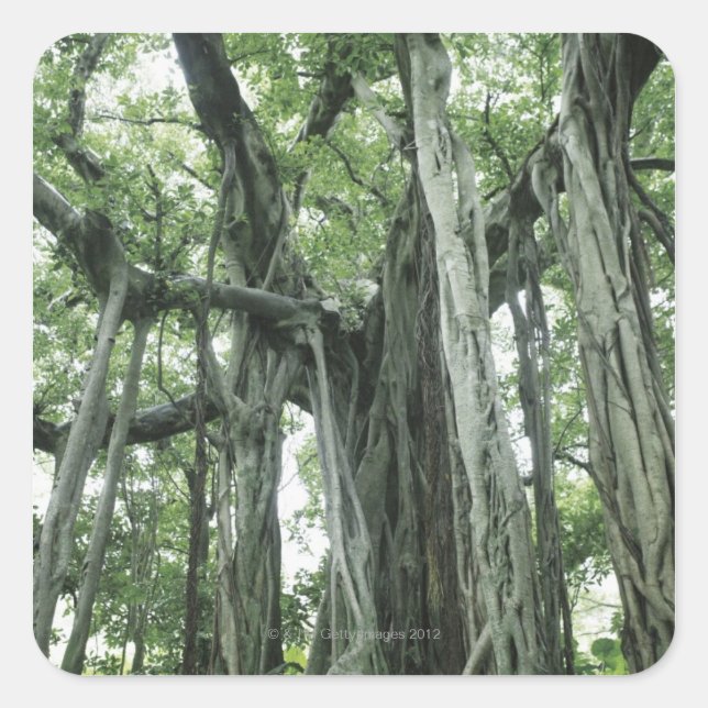 Banyan Tree Square Sticker (Front)