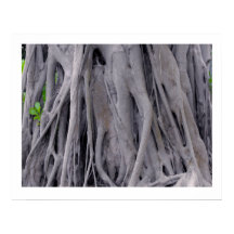 Banyan Tree Trunk