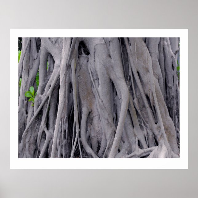 Banyan Tree Trunk Poster (Front)