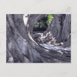 Banyan Trees Postcard