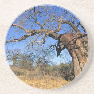 Baobab (Adansonia Digitata), Kruger National Coaster