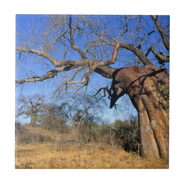 Baobab (Adansonia Digitata), Kruger National Tile (Front)