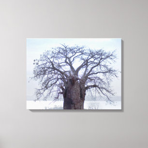Baobab (Adansonia Digitata), Luanda Canvas Print