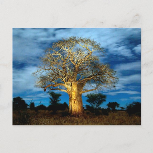 Baobab (Adansonia) Tree Light Up By The Moon Postcard (Front)
