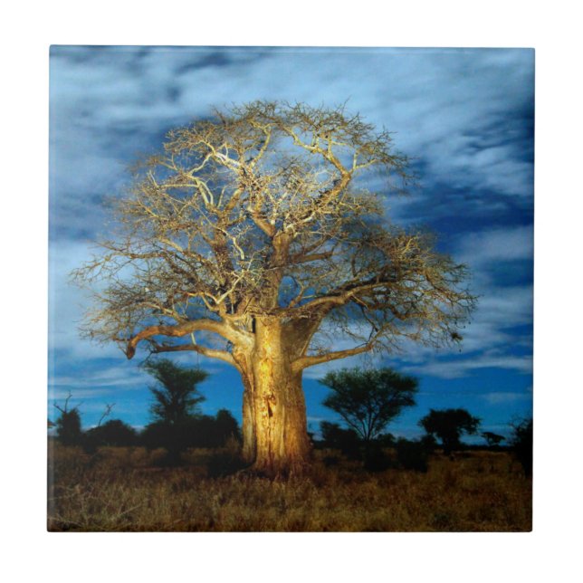 Baobab (Adansonia) Tree Light Up By The Moon Tile (Front)