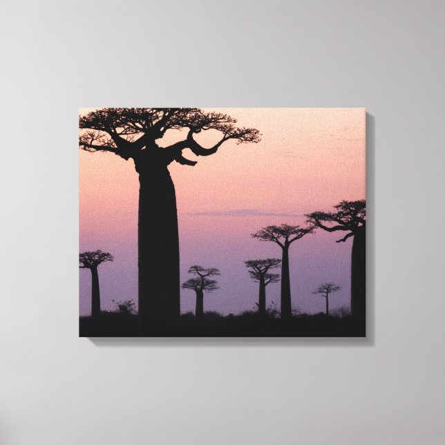 Baobab Alley', Madagascar, Morondava, Africa, Canvas Print (Front)