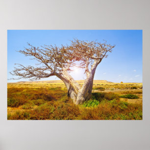 Baobab Poster