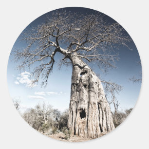 Baobab Tree at Mana Pools National Park, Zimbabwe Classic Round Sticker