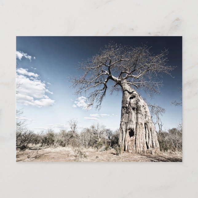 Baobab Tree at Mana Pools National Park, Zimbabwe Postcard (Front)