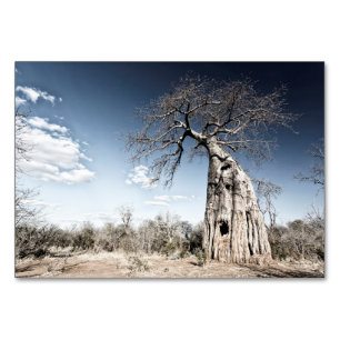 Baobab Tree at Mana Pools National Park, Zimbabwe Table Number