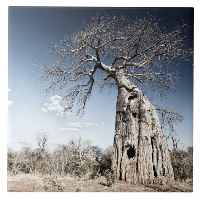 Baobab Tree at Mana Pools National Park, Zimbabwe Tile (Front)