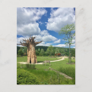 Baobab Tree Branch Personalize Destiny Destiny'S Postcard