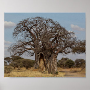 Baobab Tree From Tanzania. Poster