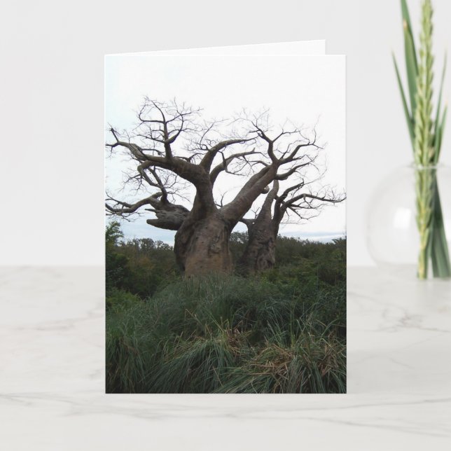 Baobab Tree Greeting Card (Front)