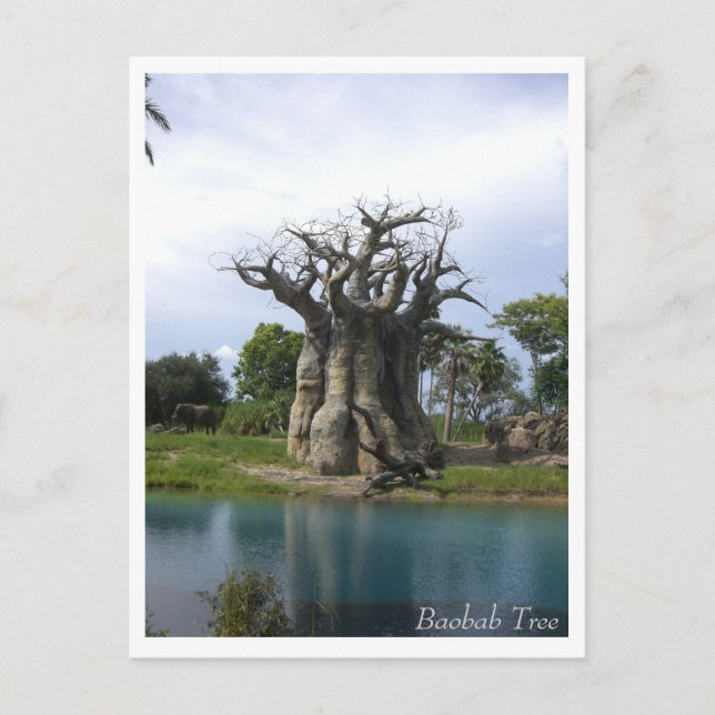 Baobab Tree Postcard (Front)