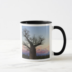 Baobab trees, Berenty, Toliara, Madagascar Mug