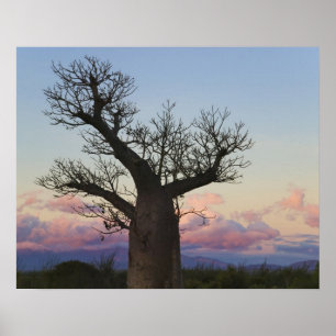 Baobab trees, Berenty, Toliara, Madagascar Poster
