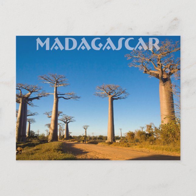 Baobabs de Madagascar Postcard (Front)
