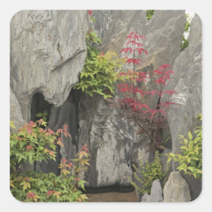 Bao's family garden, Huangshan, China. Square Sticker