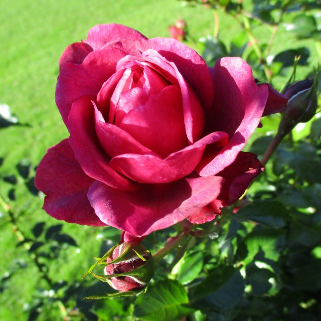 BAR-127 Mug (Créateur téléchargé)