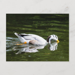 Bar-Headed Goose Postcard