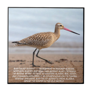 Bar-tailed Godwit Tile