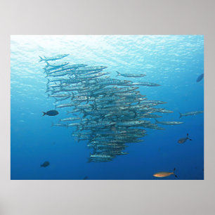 Baraccuda Party Poster