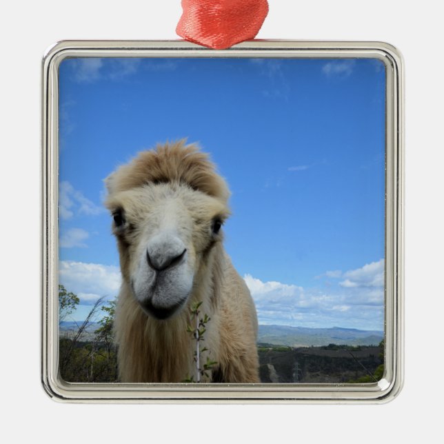 Baraka the Smiling Camel Ornament (Front)