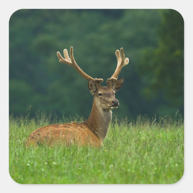 Barasingha deer square sticker (Front)
