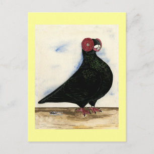 Barb Pigeon Watercolor Postcard