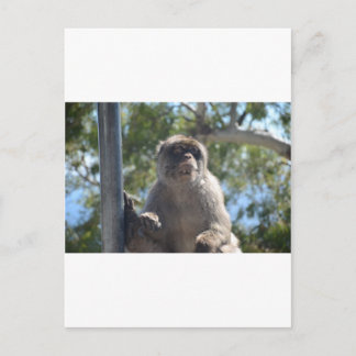 Barbary Ape Postcard