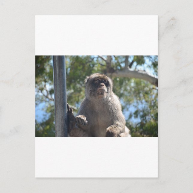Barbary Ape Postcard (Front)
